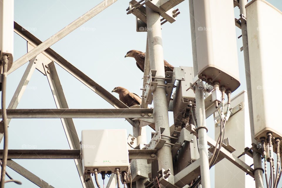 Bird on a High-Voltage Transmission Line. Birds don't get shocked when they sit on electrical wires as both of the bird's feet are on the same wire and they are not good conductors of electricity.