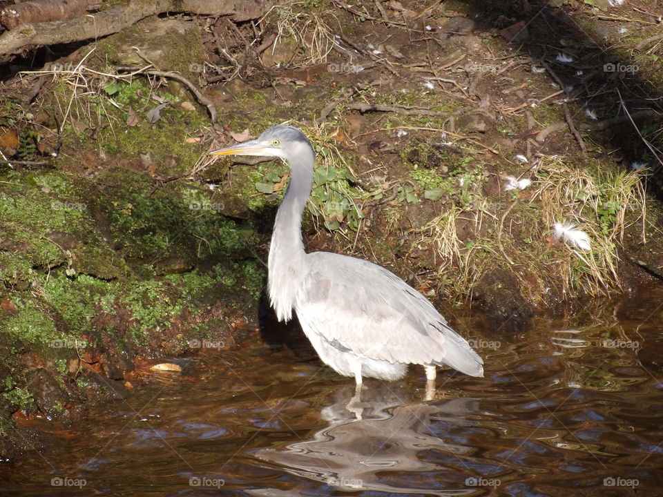 heron. taken on riverbank. hyde bank rd new mills