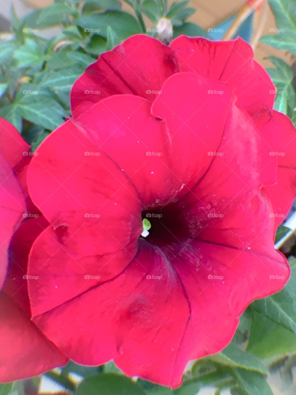 Pink petunia