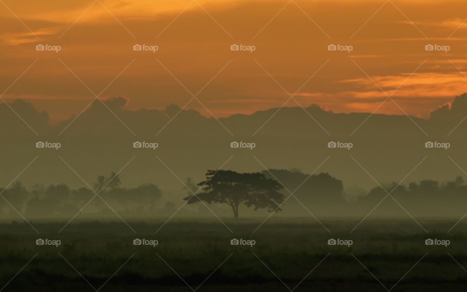 Alone Tree Standing on a Fields at Misty Dawn.