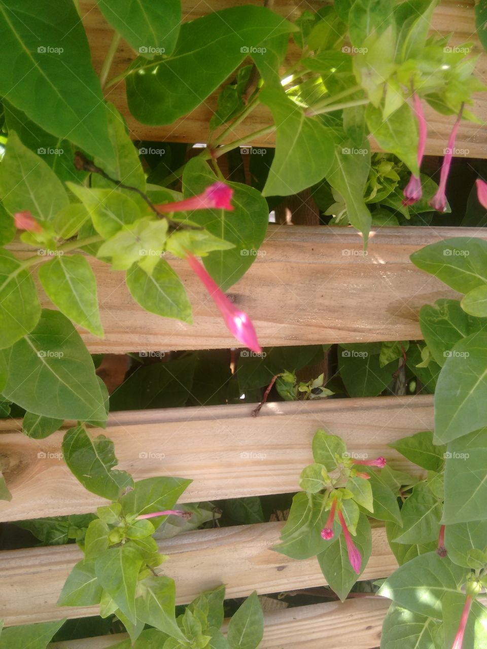 wood flower