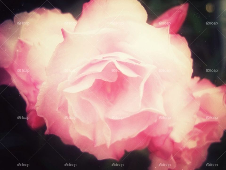 Close-up of pink rose