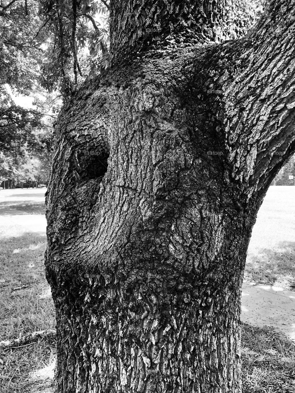 Old father tree of wisdom. Flaws are the most beautiful.