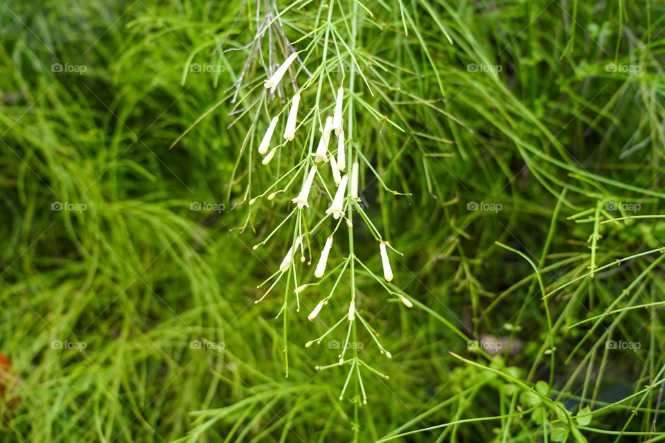 Plant portraits .