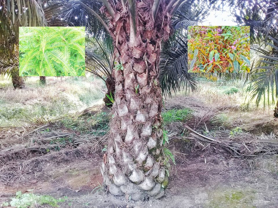 palm oil phosphate deficiency.symptoms:if there is a pyramid-shaped trunk.found under neath the melastoma malabatricum and purple dicronopteris linearis