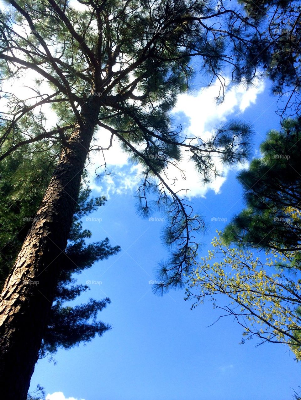 Tree and sky 