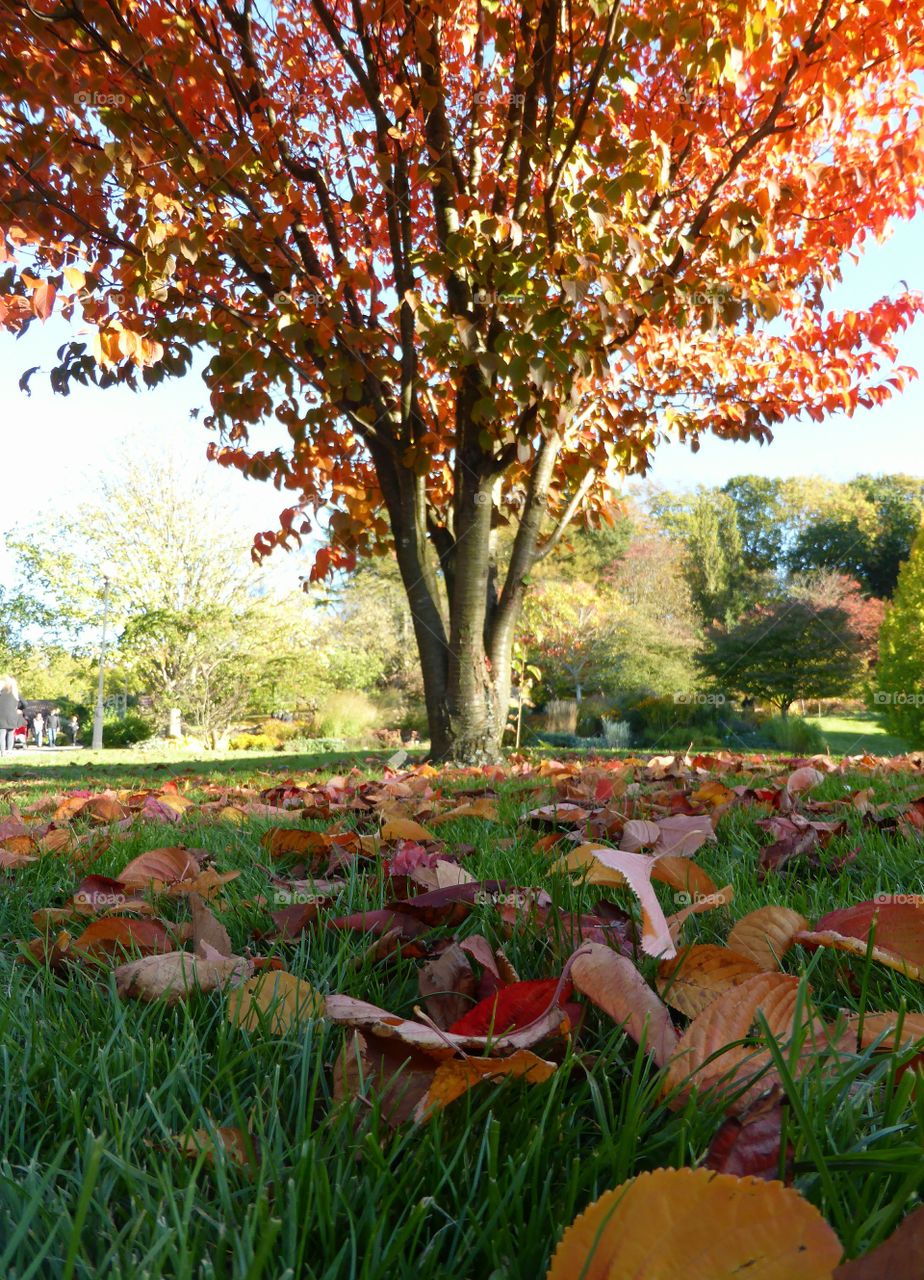 Colorful tree 