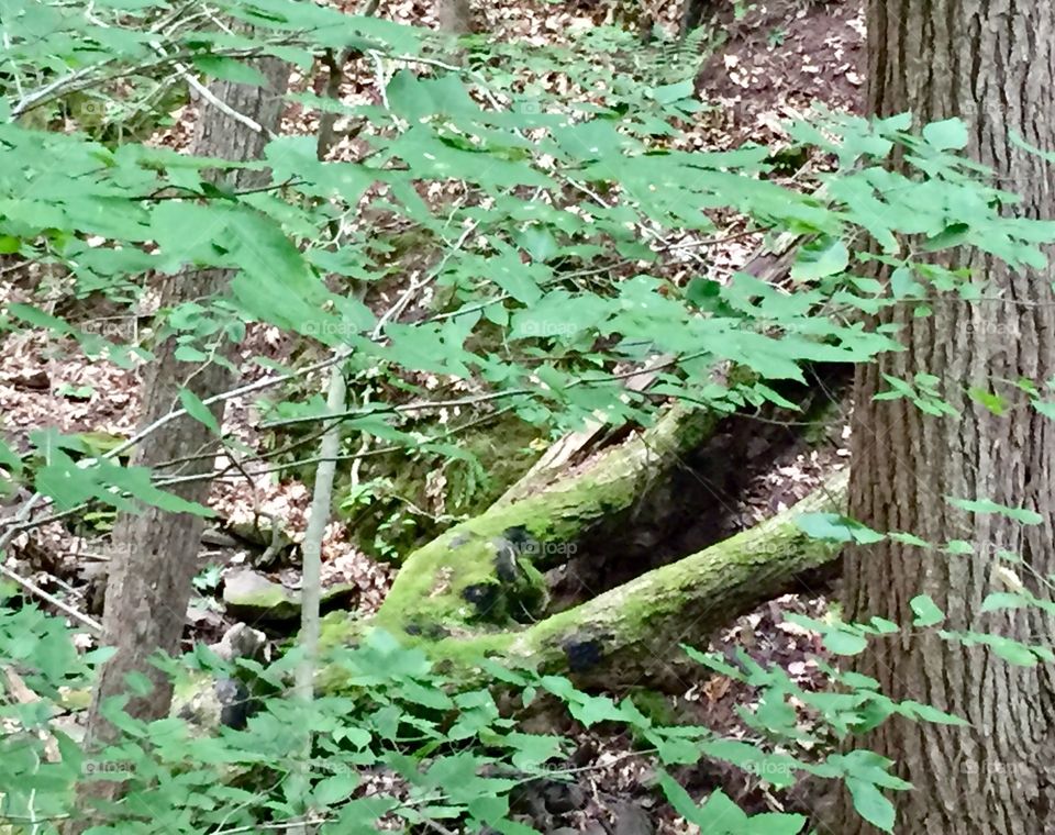 Mossy tree trunk
Pennsylvania 