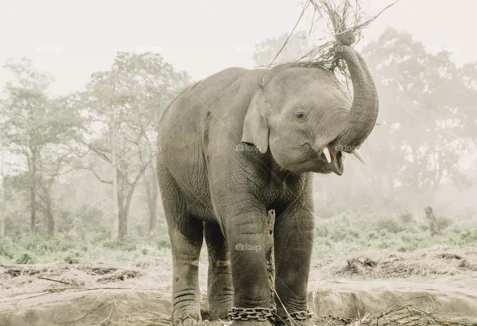 Elephant 