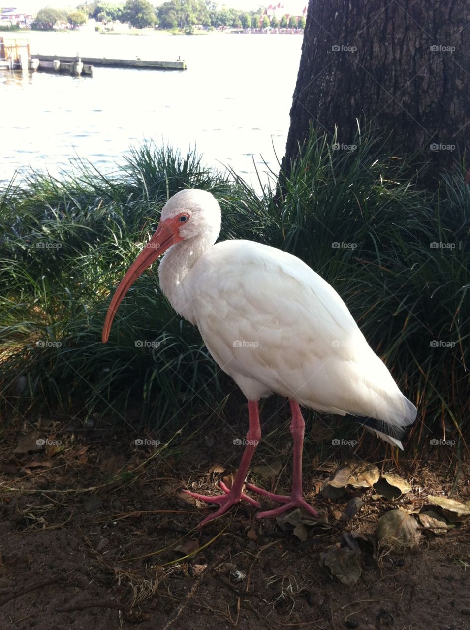 White Ibis. A pretty little White Ibis, commonly found in Disney World.