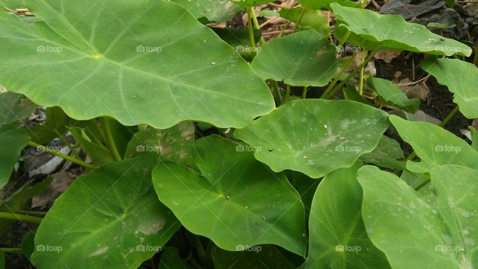 A beautiful scene of leafs in the garden.