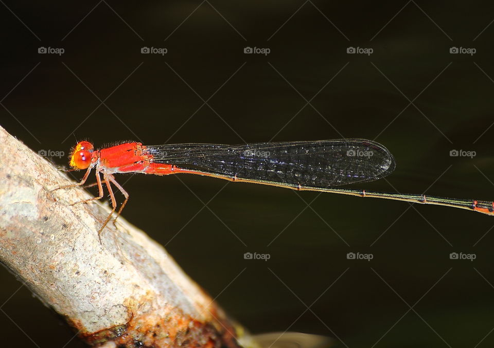 Pseudagrion p. declaratum . Yellow face of male darmselfy with the red colouring of body - thorax . Pair of narrow - slimy wings and the last character one to the lengt tailed . Been easy captured at the tropical river, and perching on to the roots .