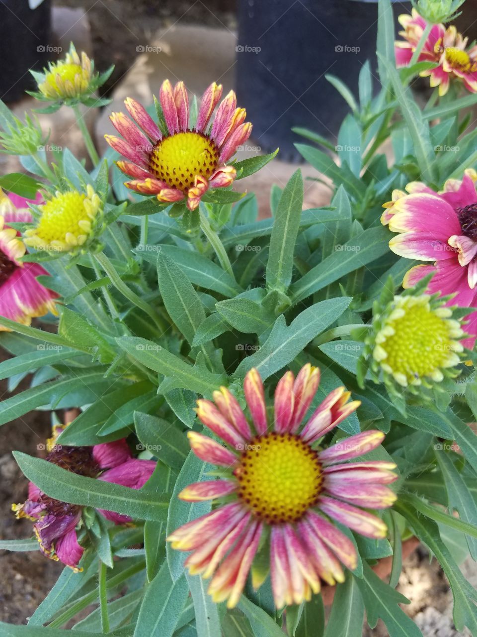 blanket flowers