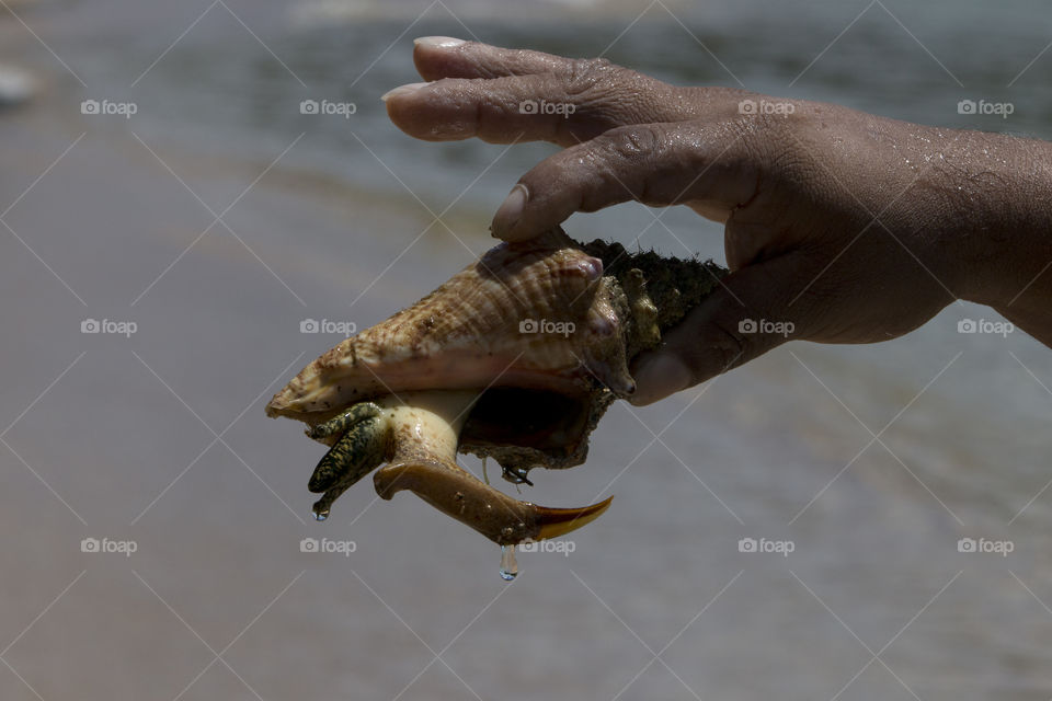 Conch