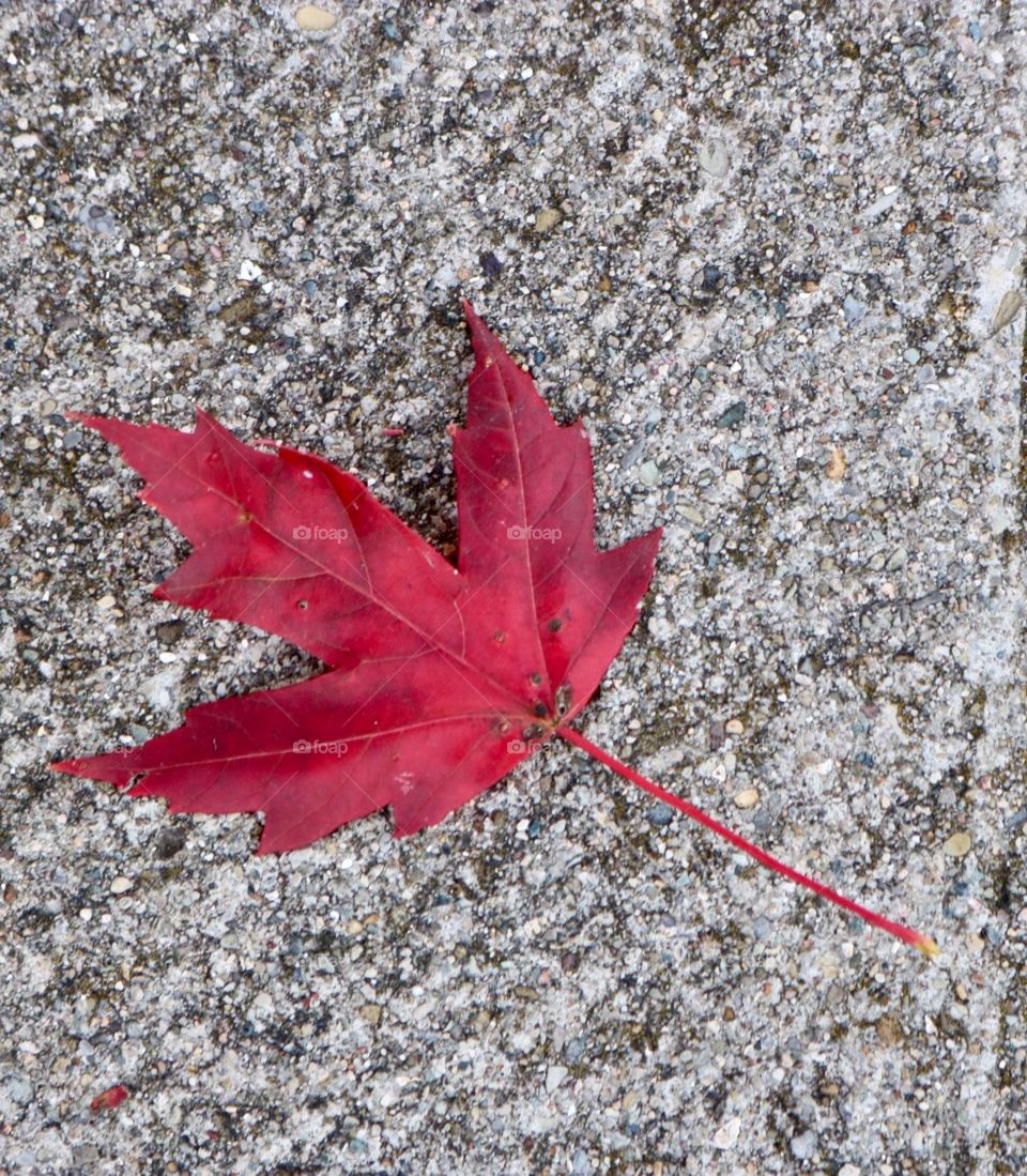 Maple Leaf