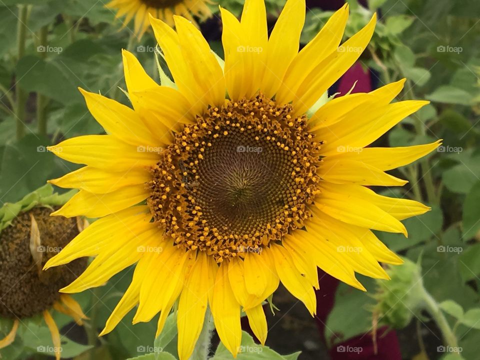 Sunflowers