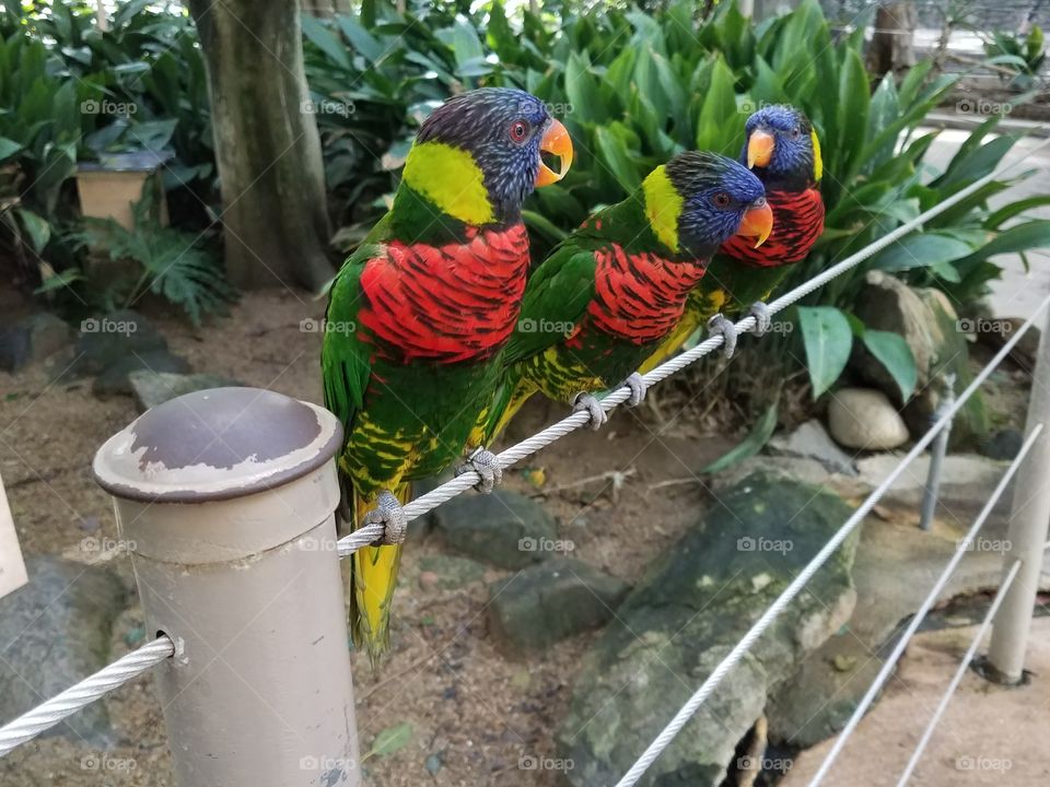 Parrots perching on railing
