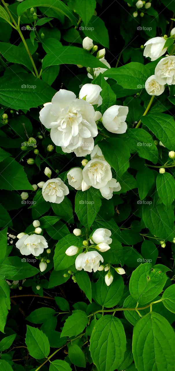 white flowers