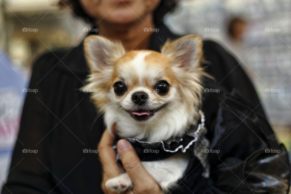 owner holding her chihuahua dog
