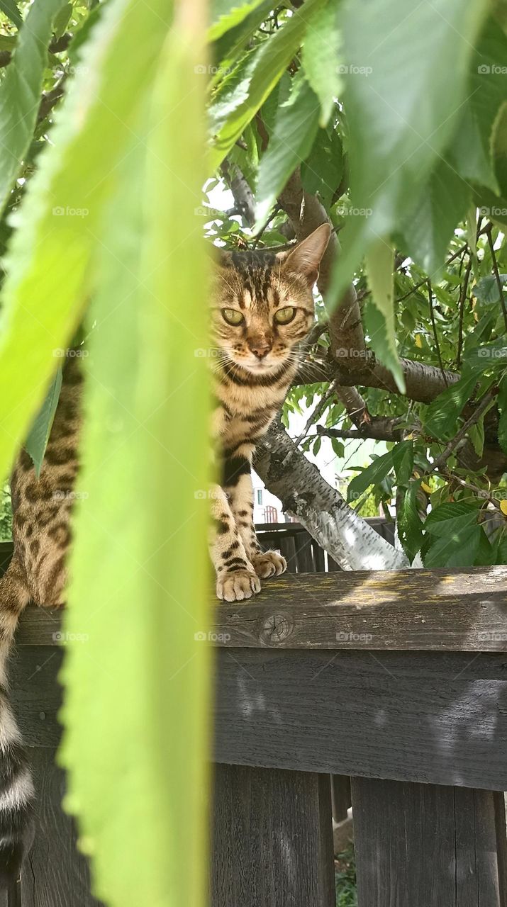 cat beautiful portrait outdoor summer time