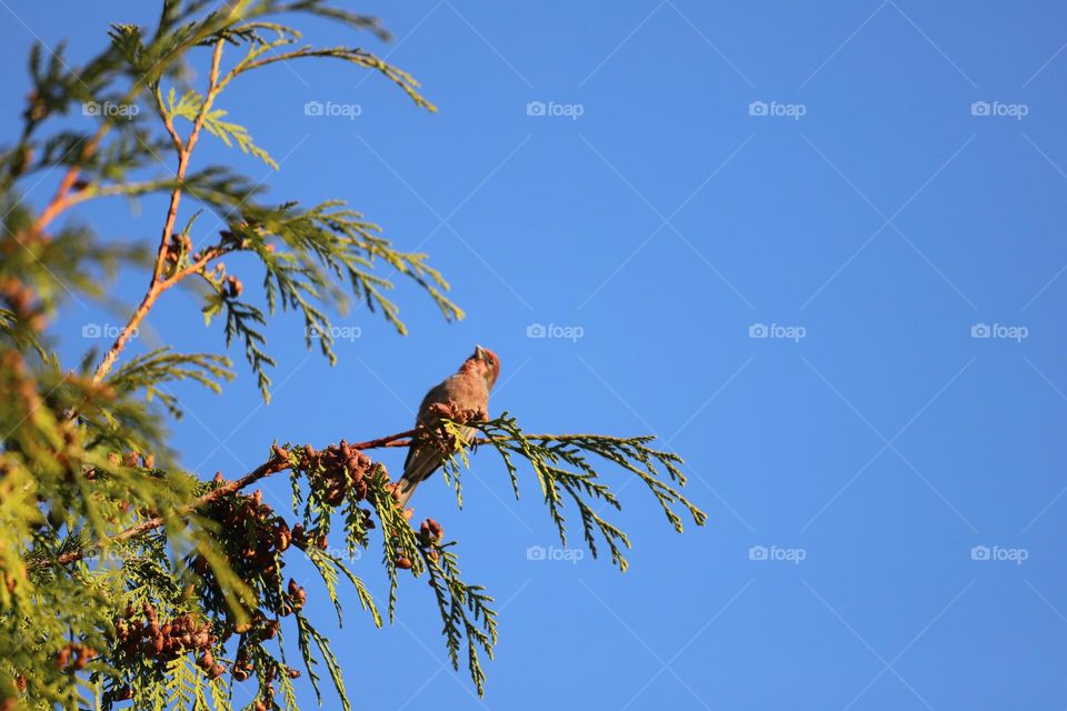 House finch perched on a branch  against blue sky