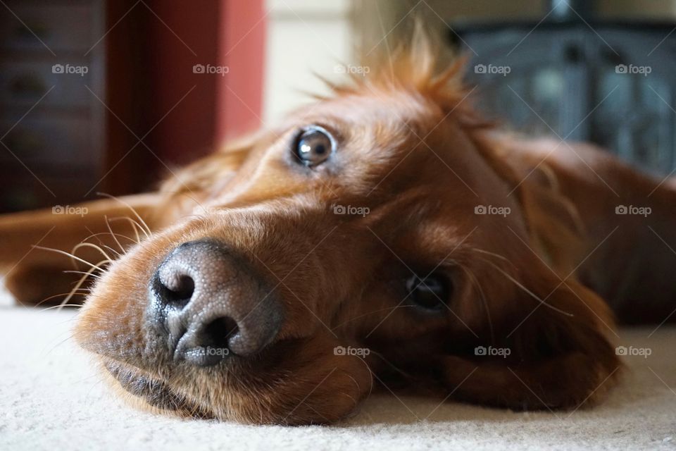 Quinn looking at me wondering what on earth is she doing ?