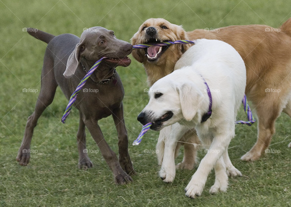 dogs play with a rope in a dog park. dog tug of war. by arizphotog
