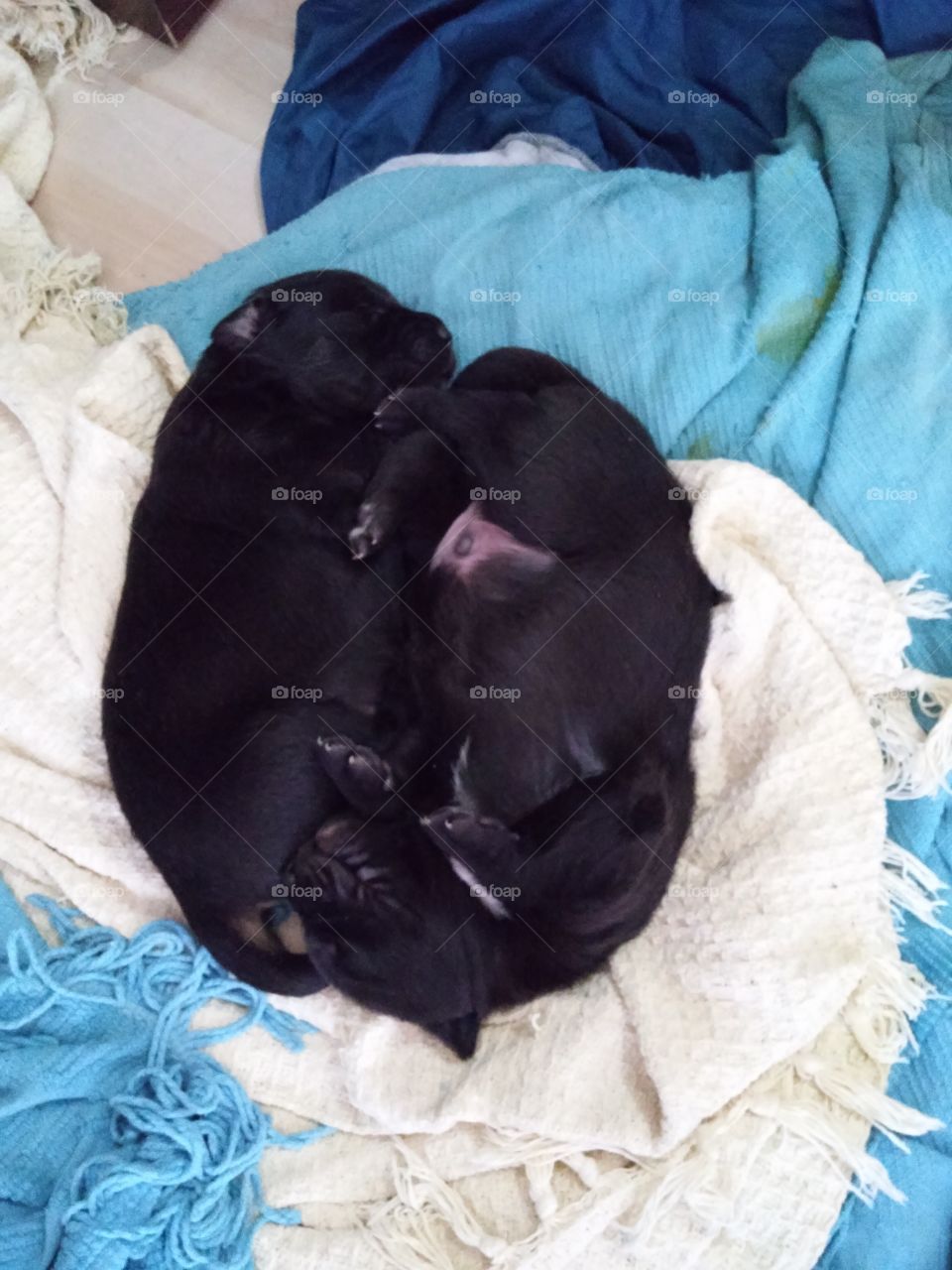 puppies puppies representing the yin yang