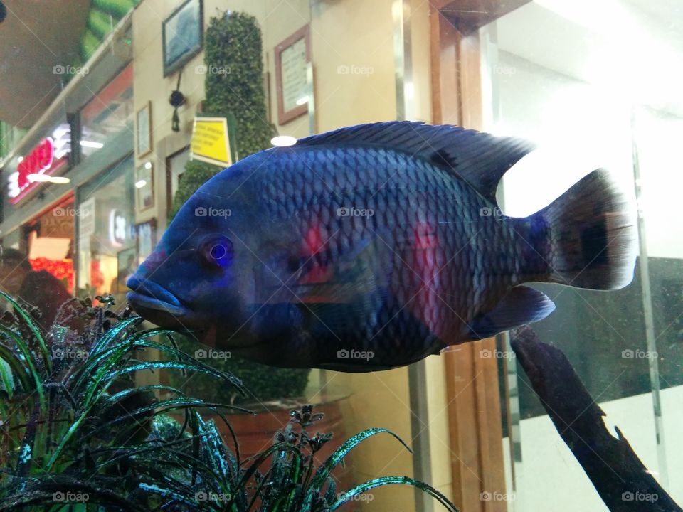 Fish in aquarium