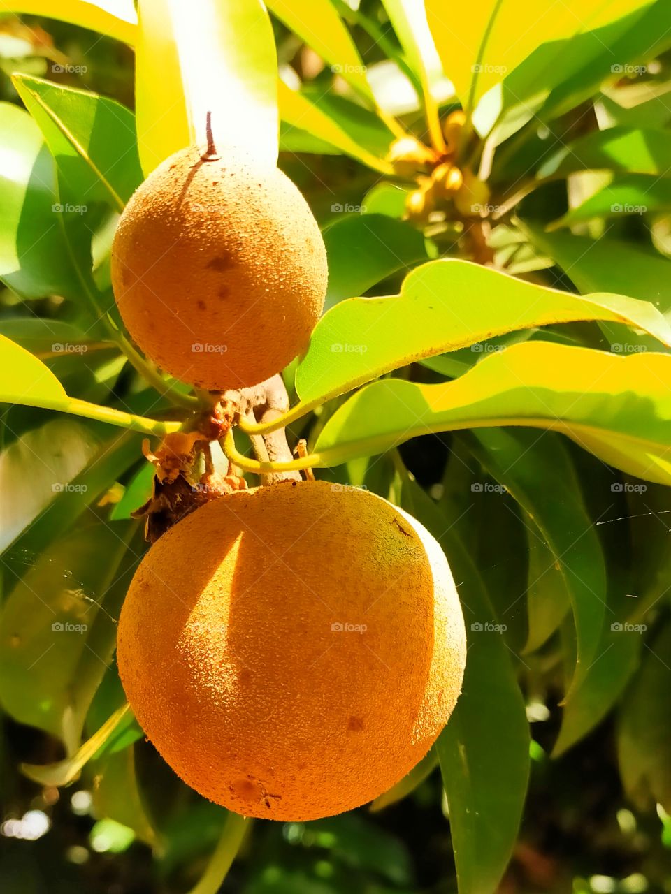 Chikkoo on tree is about to mature