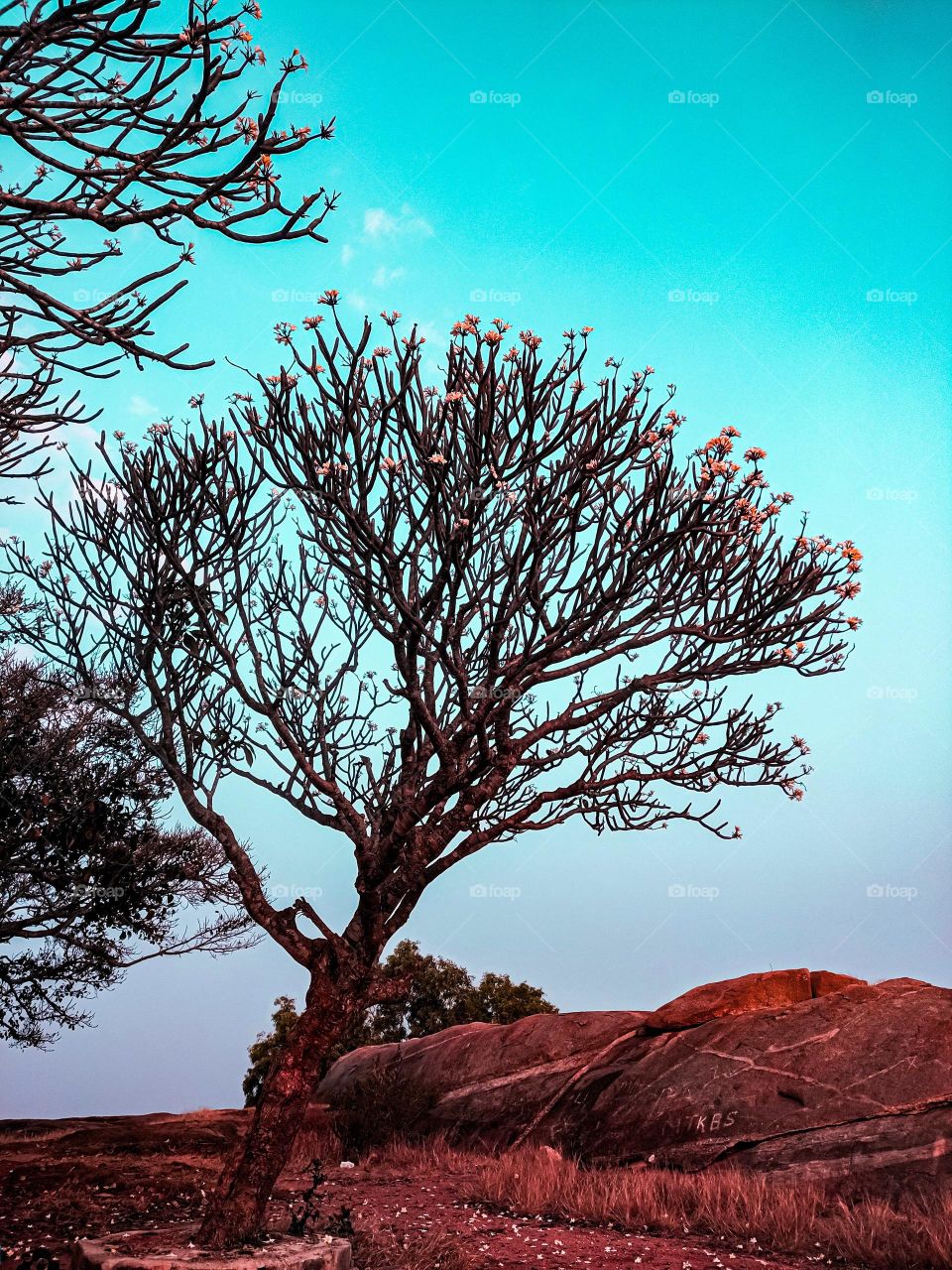 tree flower