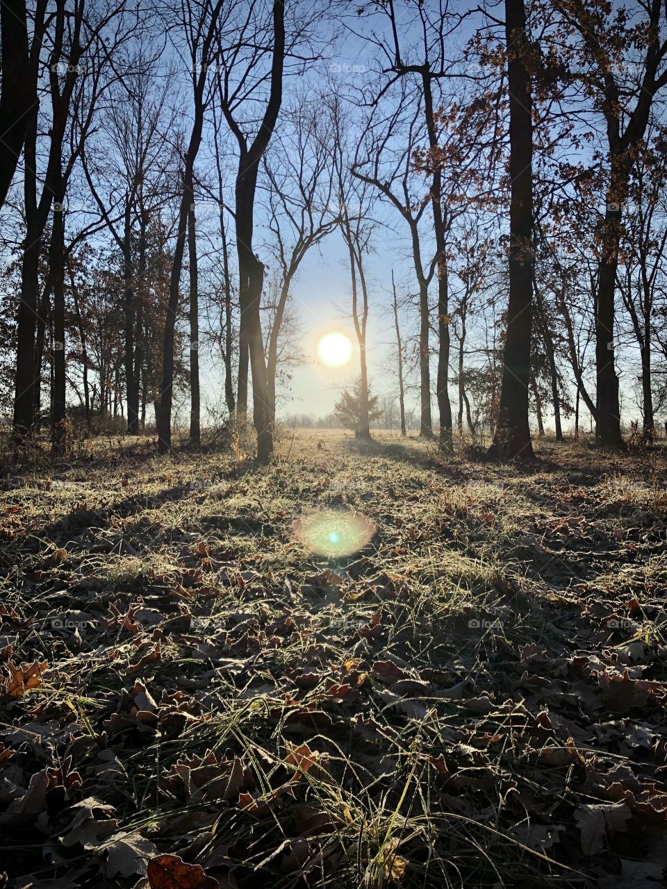 Sunrise over the frosty ground.