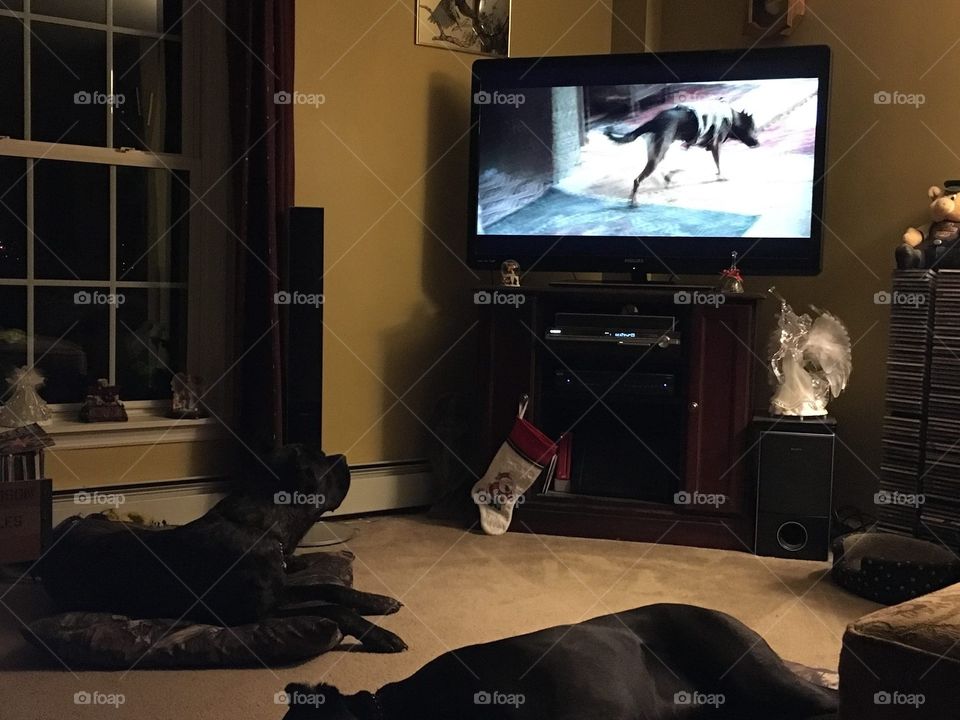 Dogs watching dogs on tv