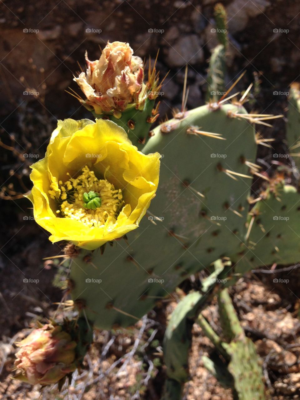 Full bloom. Yellow Tucson plant