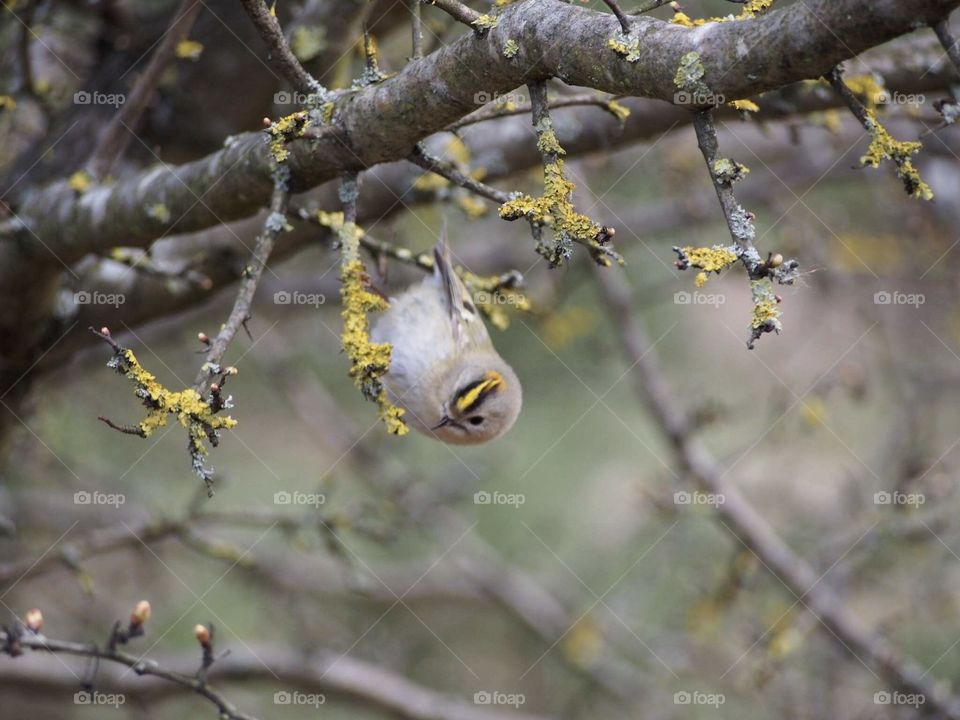 Goldcrest