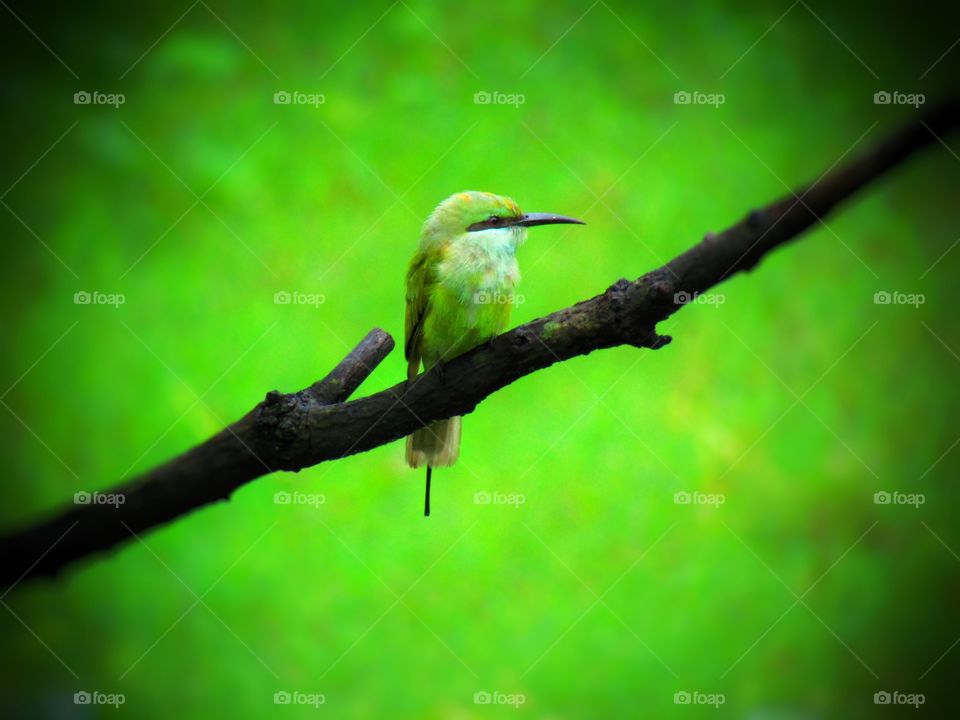 The green bee-eater (Merops orientalis) (sometimes little green bee-eater) is a near passerine bird in the bee-eater family.