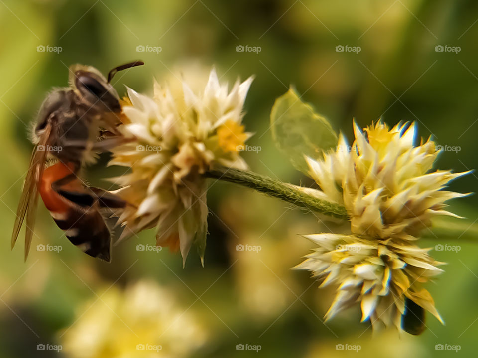 Close-up of honey bee collecting nectar on white flower