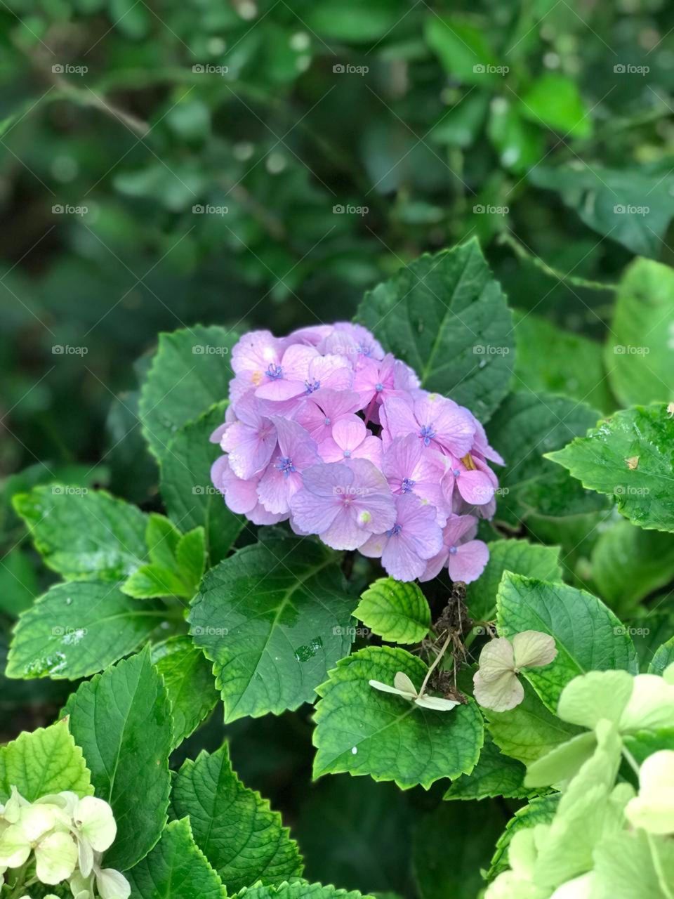 Plants in São Carlos in Brasil 