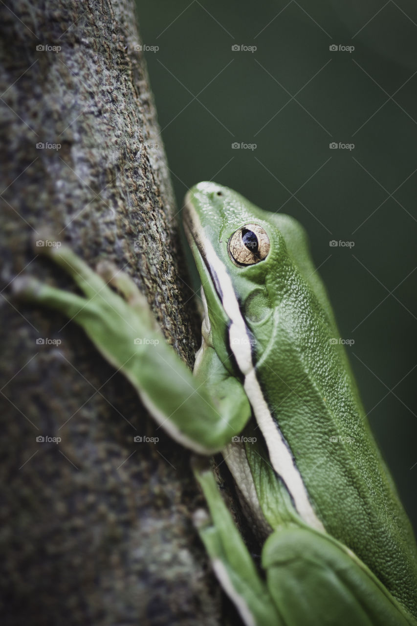 Tree frog macro