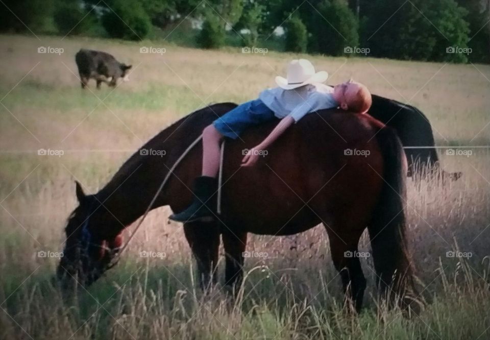 a young boy wearing cowboy boots shorts and a cowboy hat taking a nap on his favorite horse grazing in a field with cows