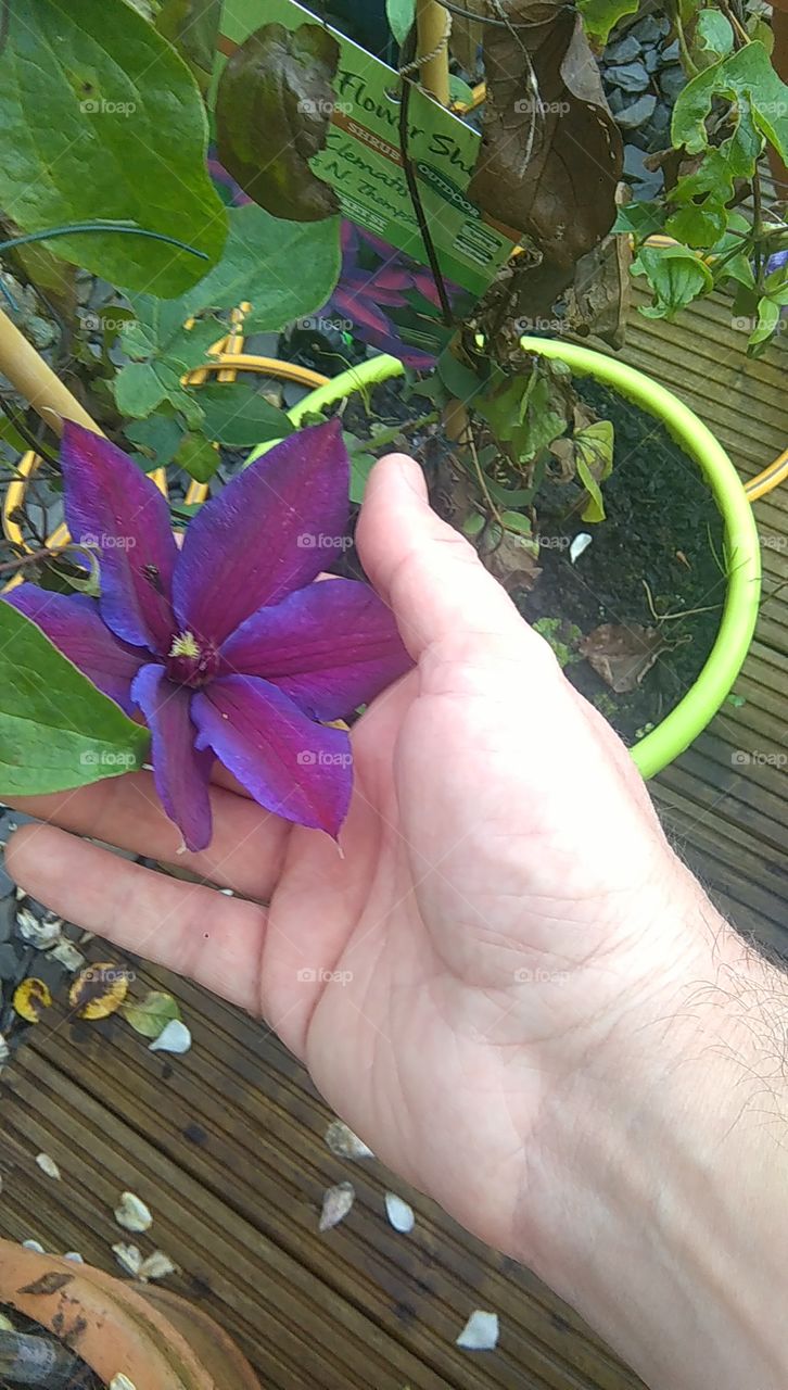 Purple clematis in my hand
