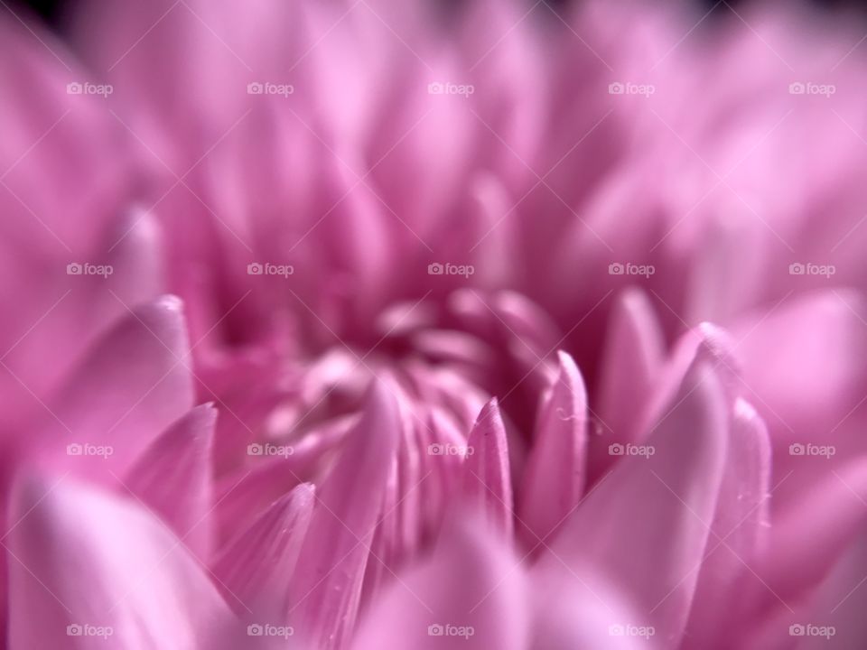 Pink Flower Sarlac
