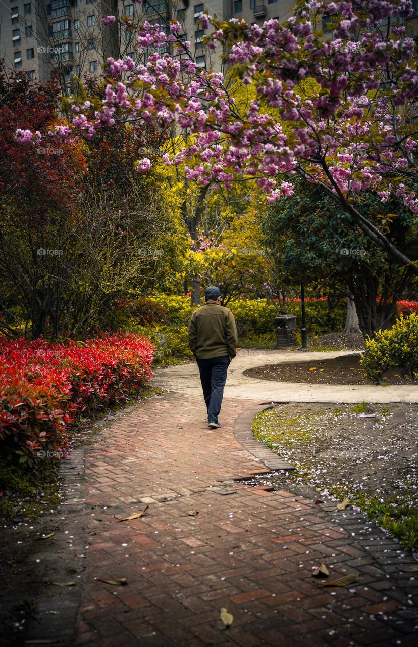 A man is walking on the road with beautiful spring flowers.