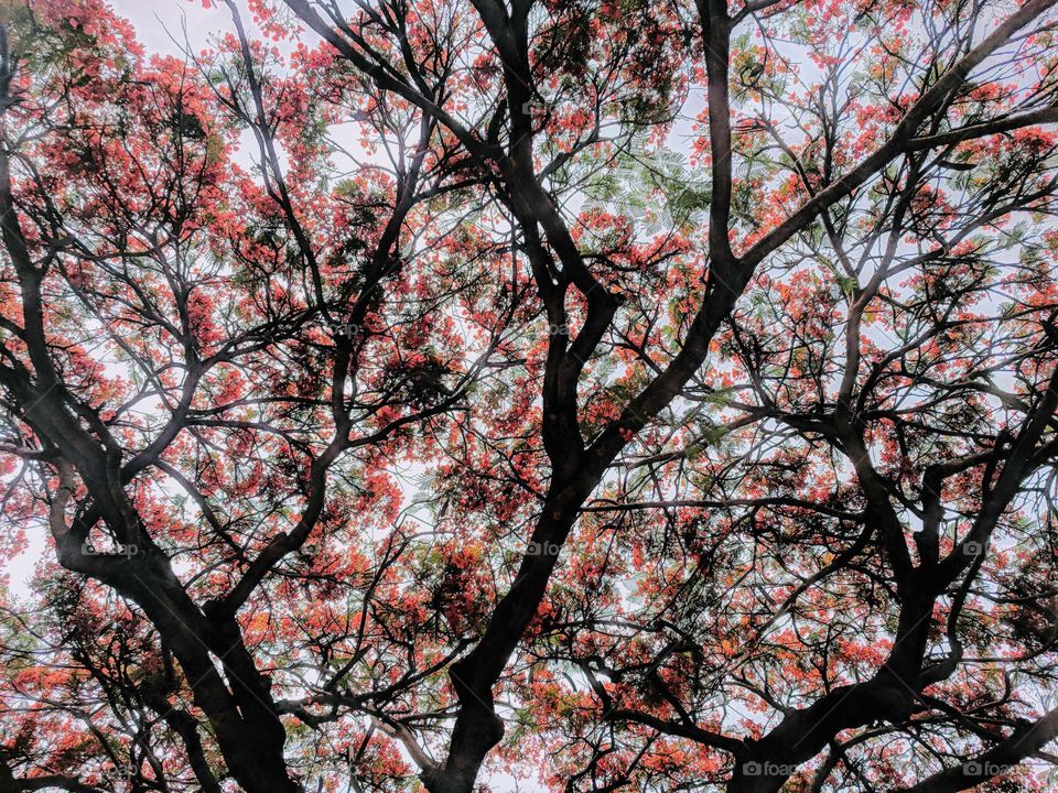 gulmohar tree in full blossom