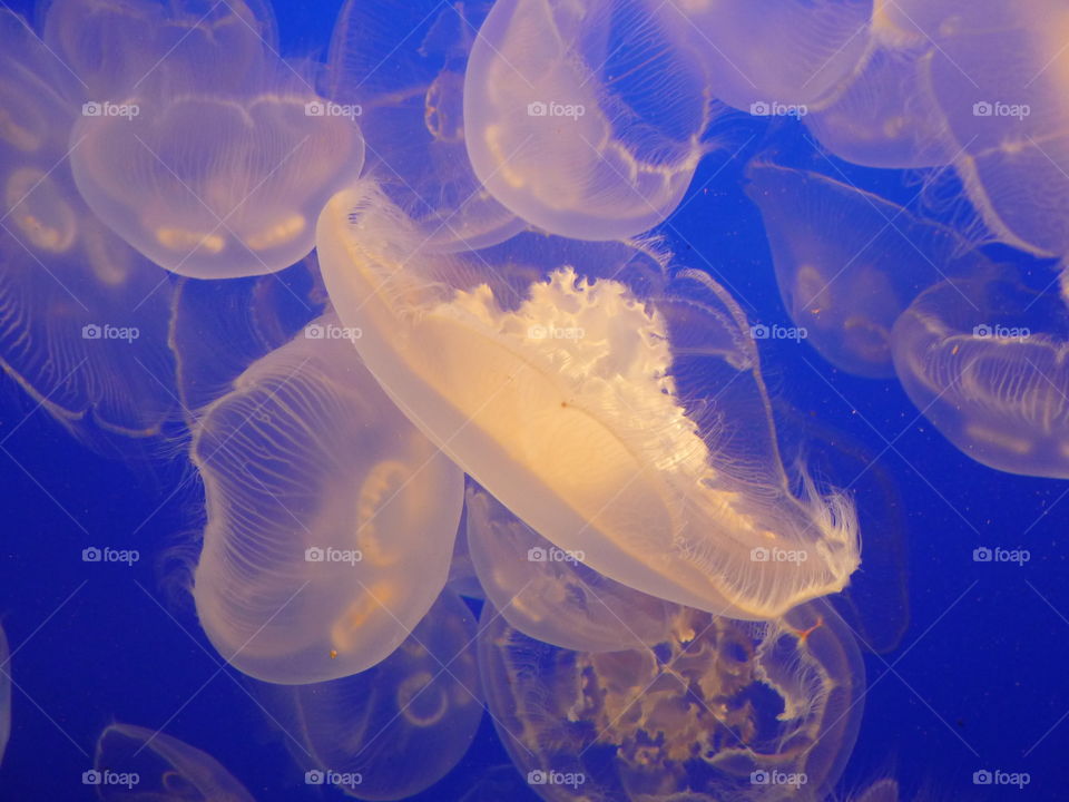 Delicately floating jellyfish in the beautiful ocean - there is not right or wrong way up