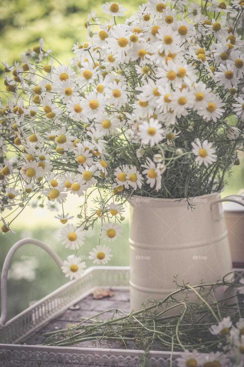 Chamomile flowers in a vintage vase