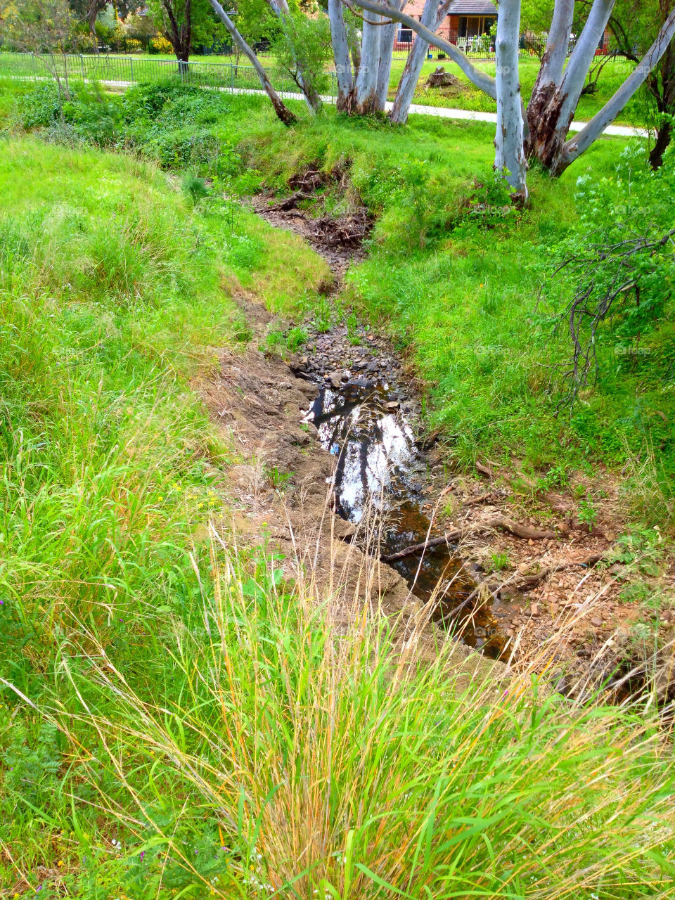 green grass trees water by kshapley