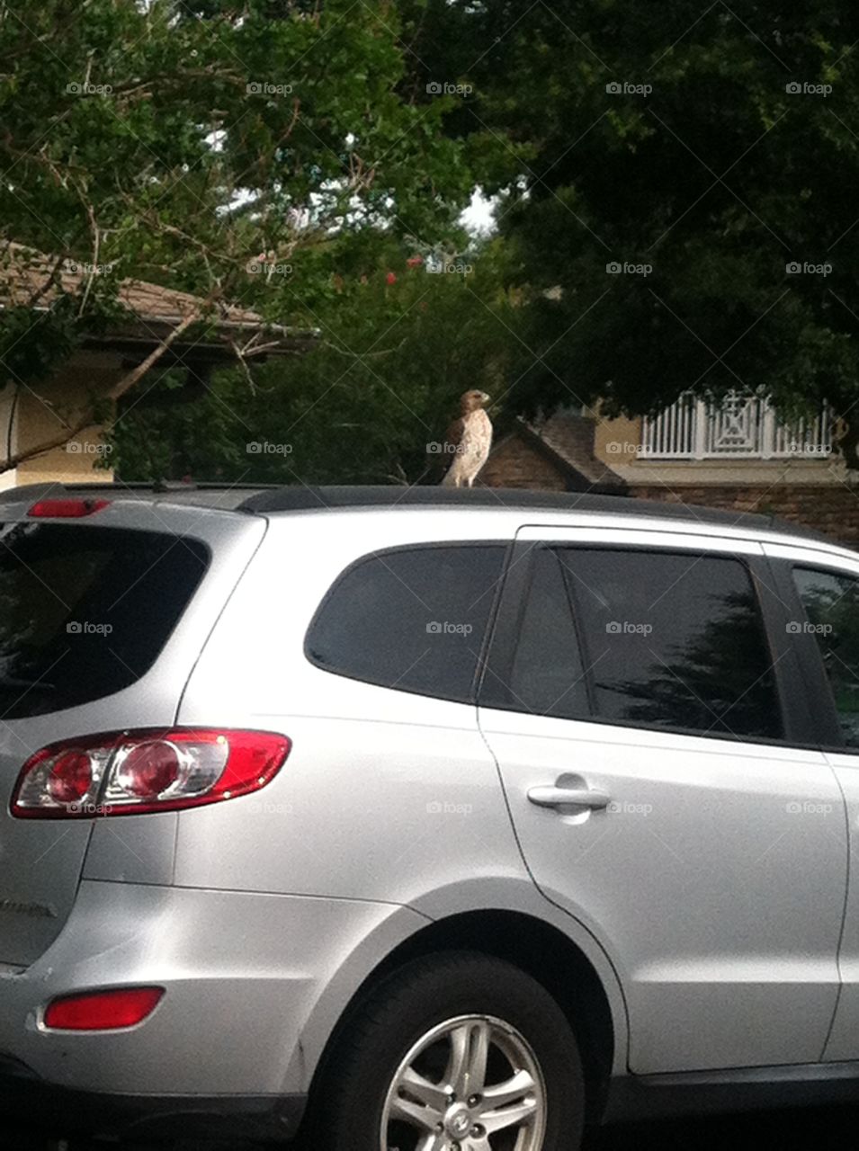 Hawk on a van . Hawk watching out over the parking lot 