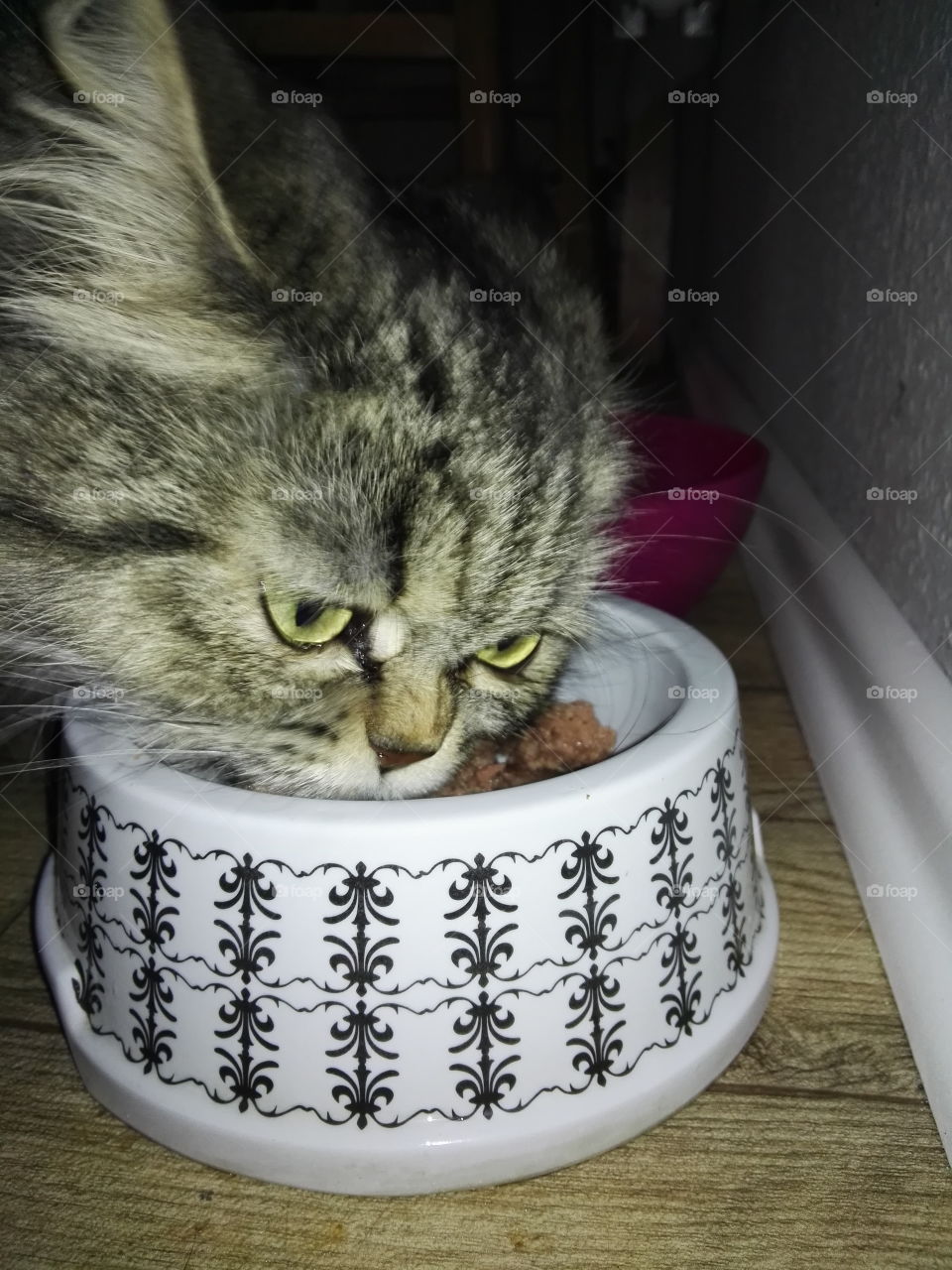 cat eats meal