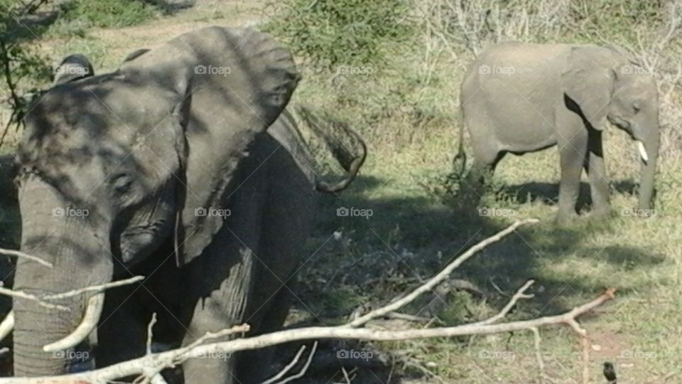 Elephants close up Kruger Park SOUTH AFRICA